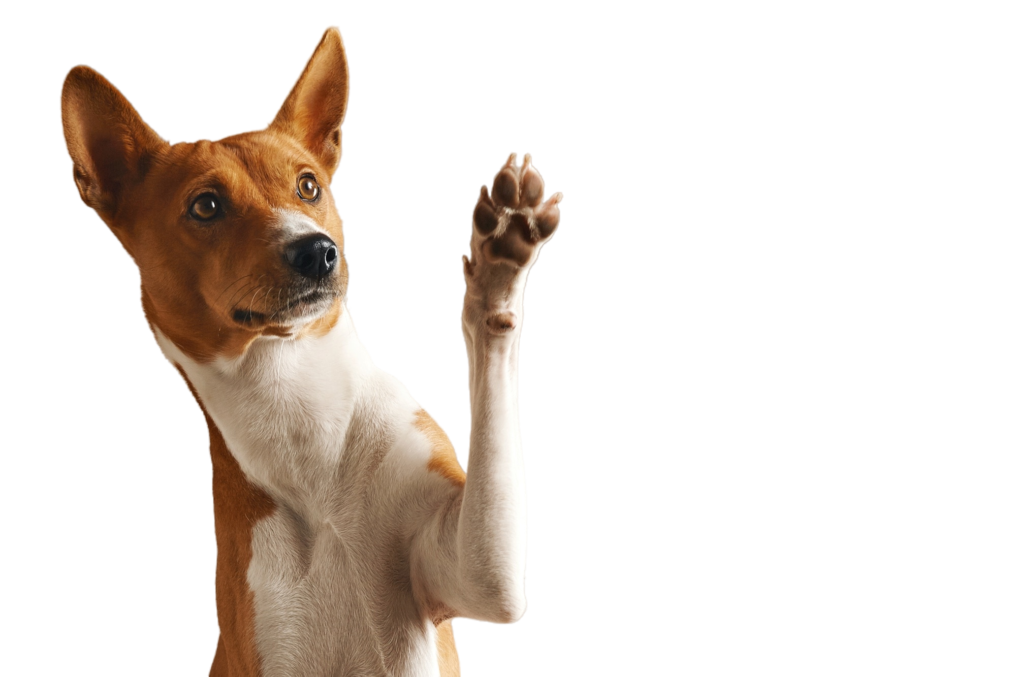 adorable-brown-white-basenji-dog-smiling-giving-high-five-isolated-white