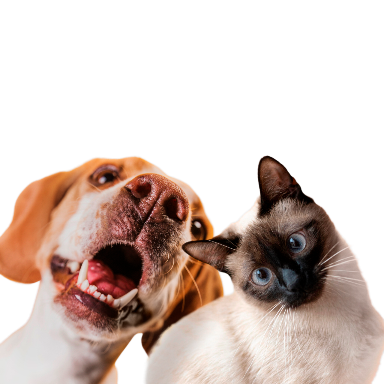 Remove-bg.ai_1723203146252