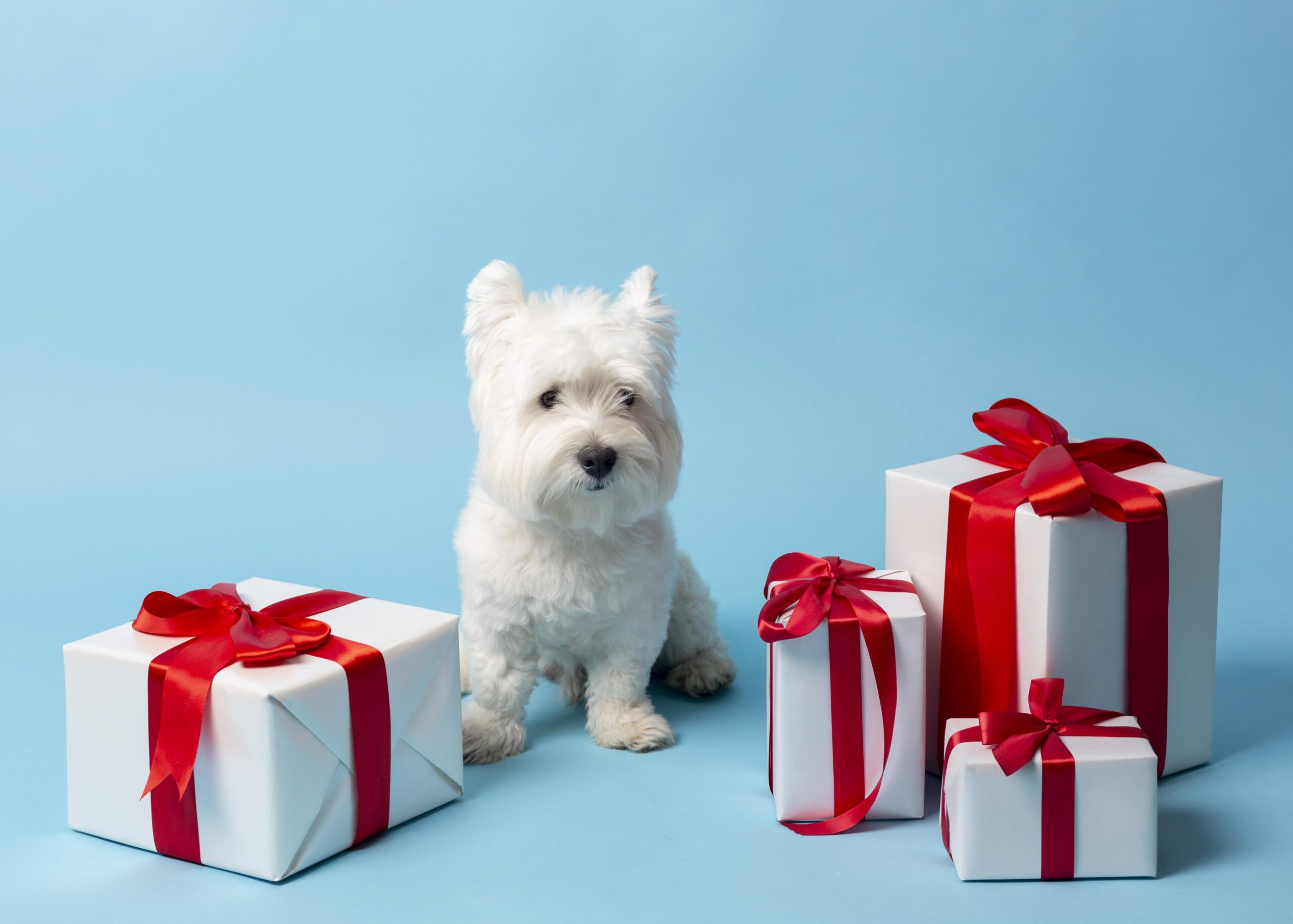 adorable-white-dog-with-gifts