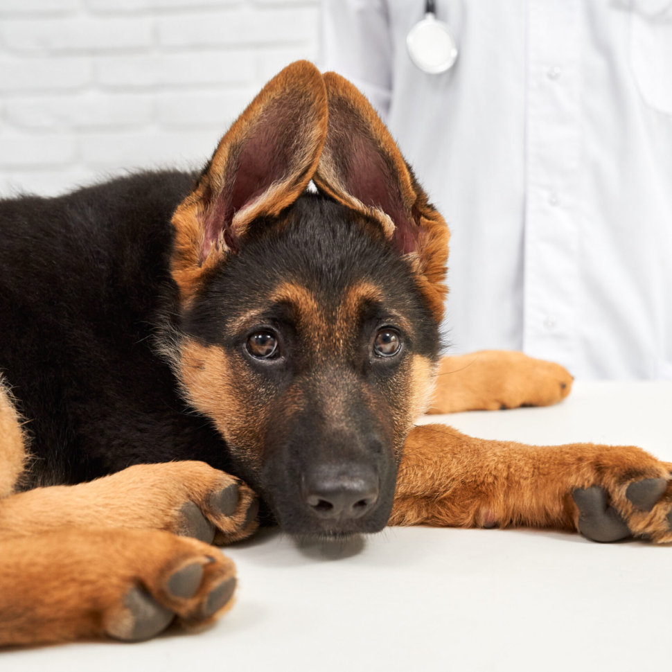 Portrait of German Shepherd holding ears up together suffering from pain and asking for help. Veterinary always ready help animals. Process of medical assistance.