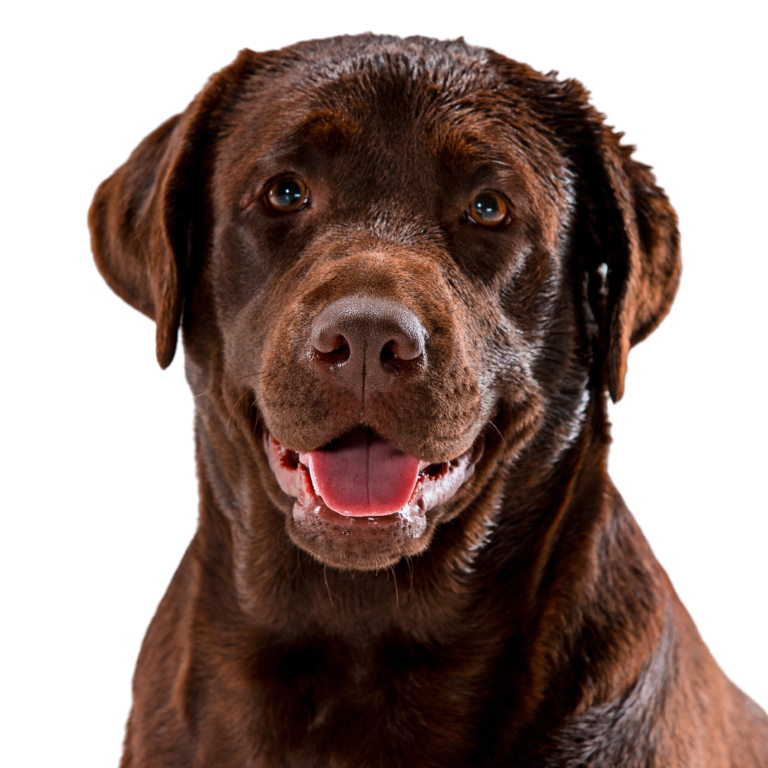 Dog grooming services
