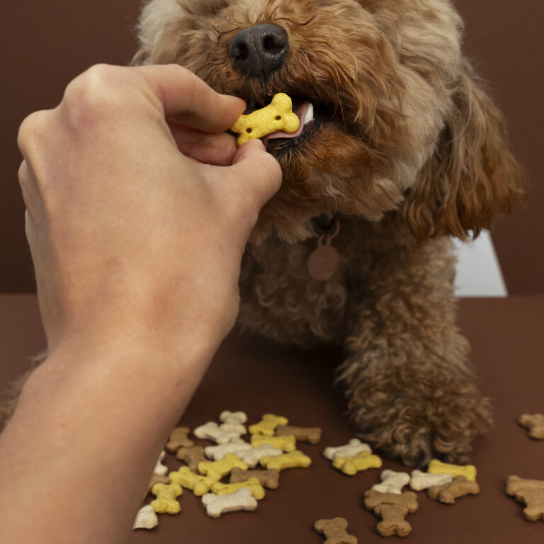 close-up-adorable-pet-eating