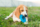 Portrait of cute beagle dog in green grass in the backyard