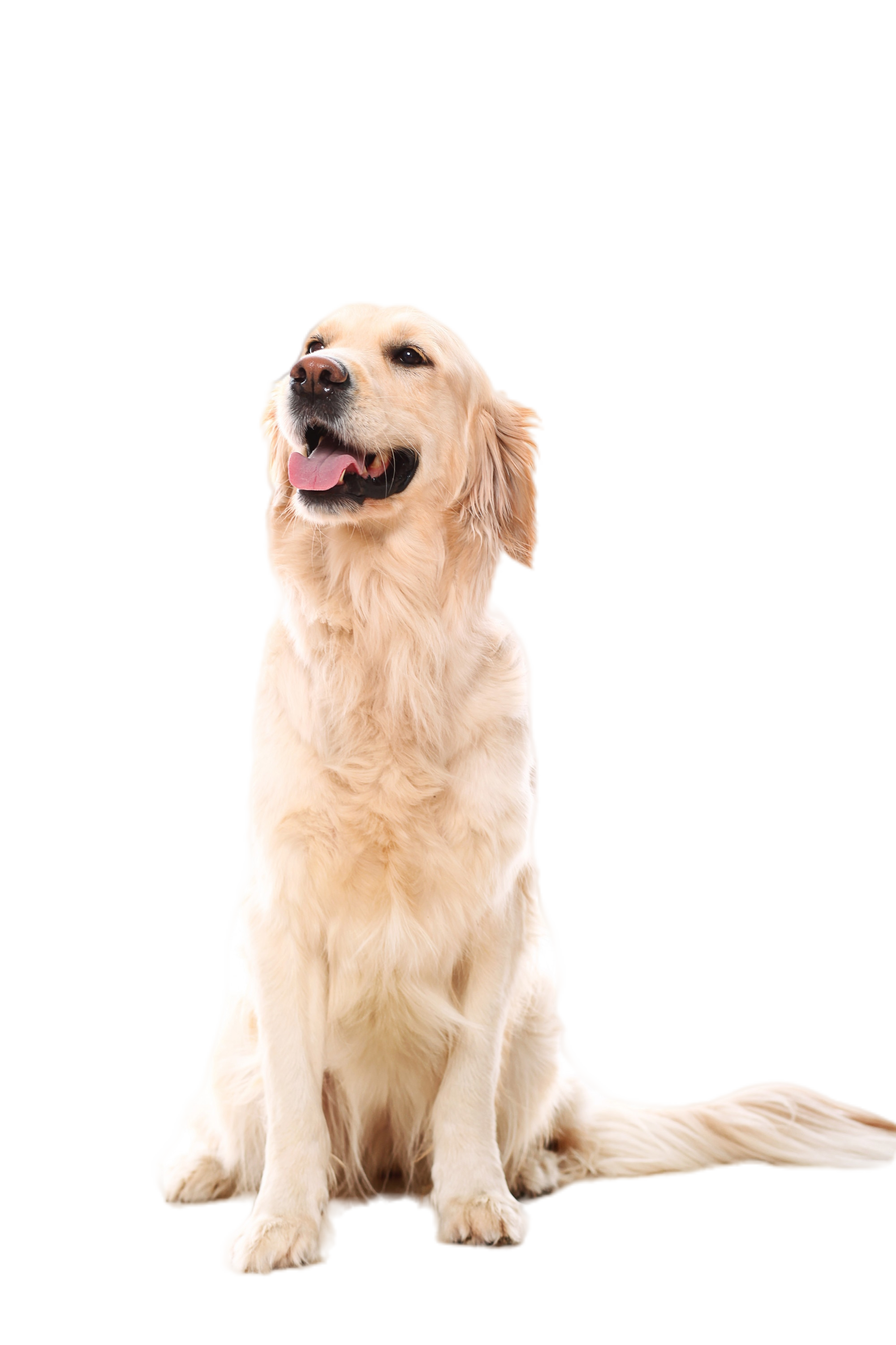 Dog grooming services