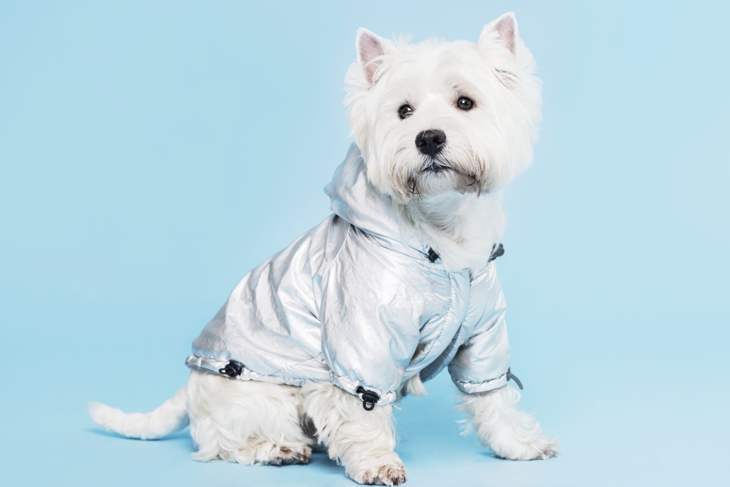 cute-little-dog-with-costume