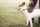 dog-held-by-owner-park
