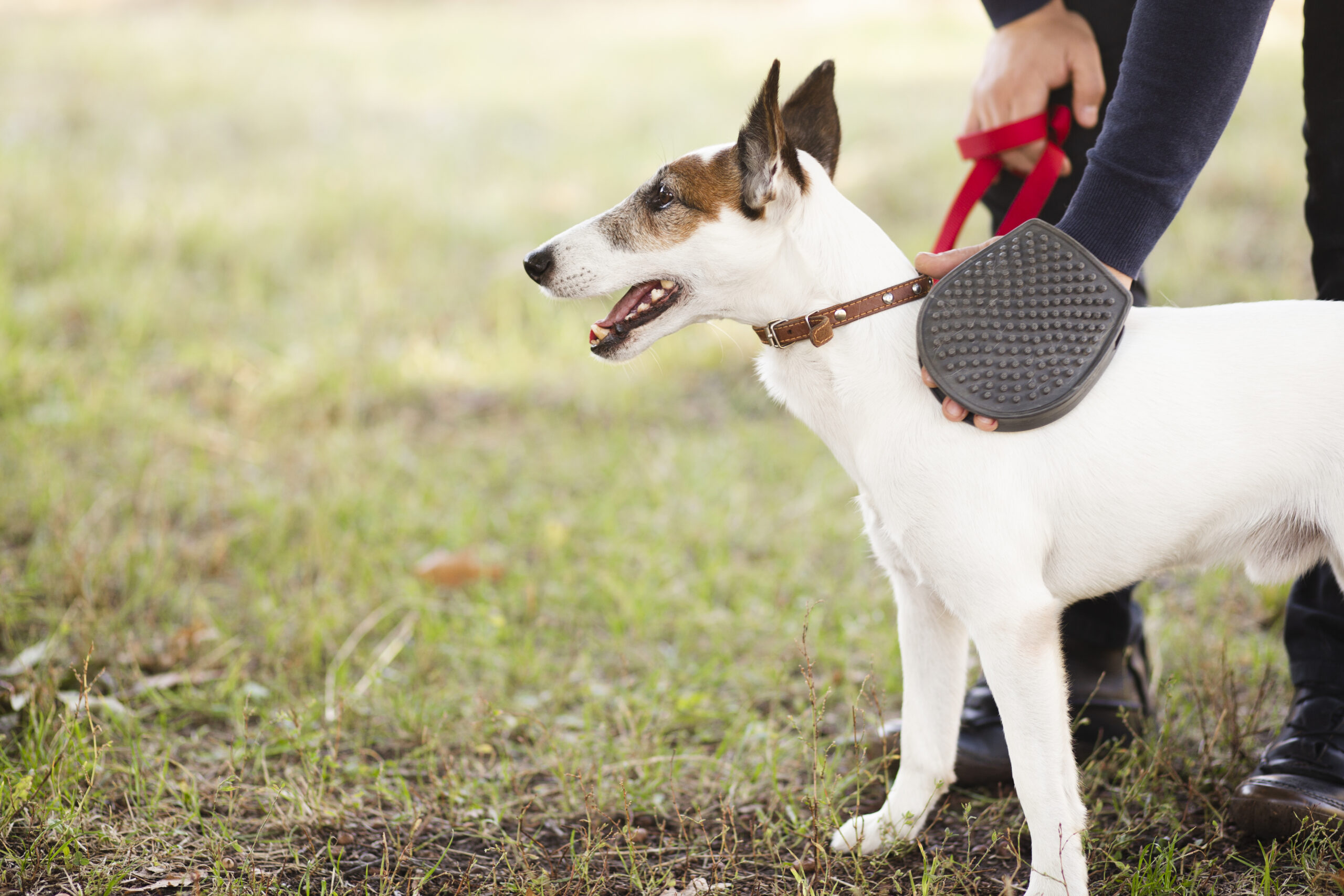 dog-held-by-owner-park