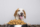 A hungry white and brown dog with big ears and brown eyes ready to eat a bowl full of food