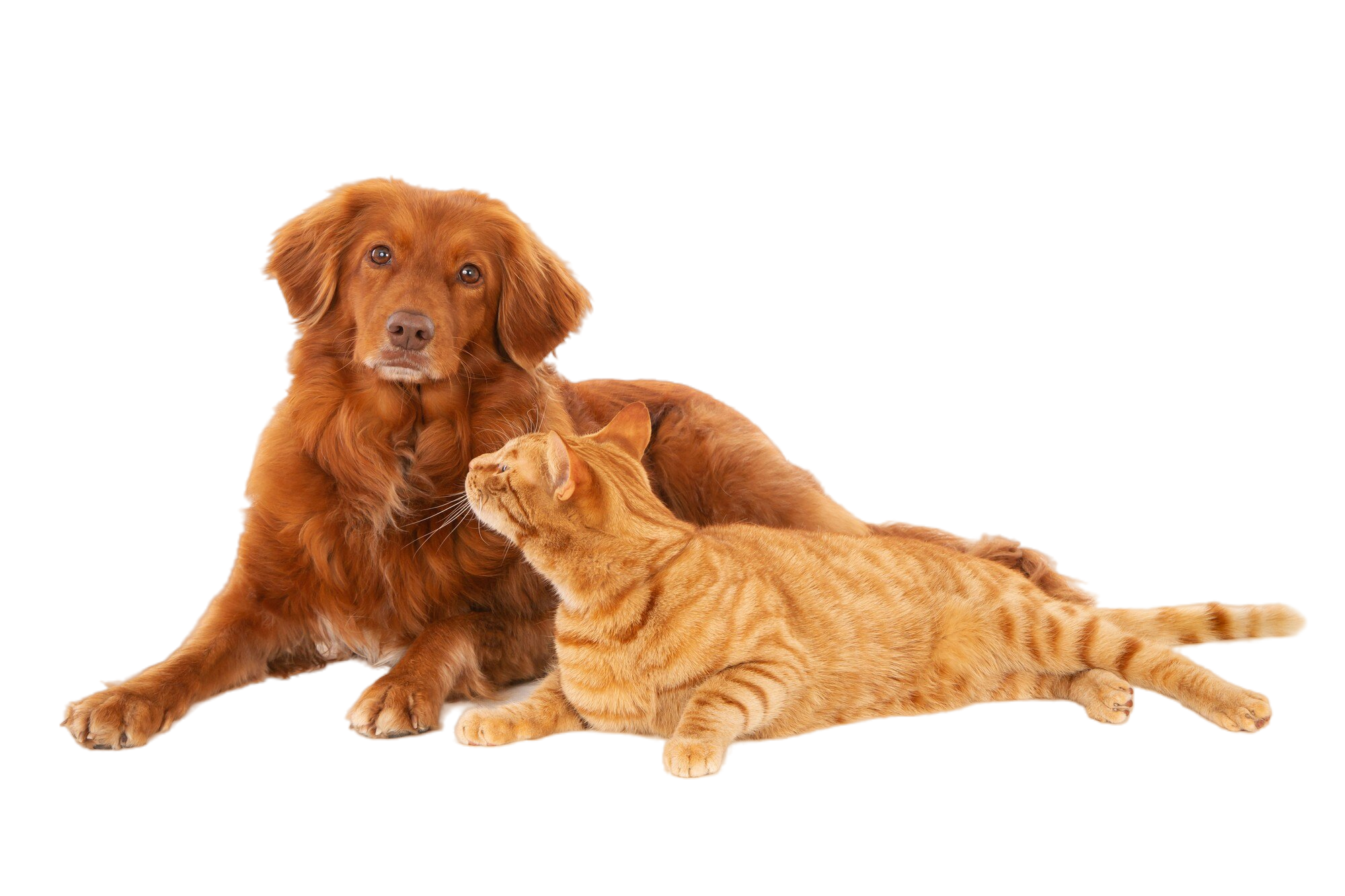 Dog grooming services