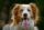 A selective focus shot of an adorable Kooikerhondje dog