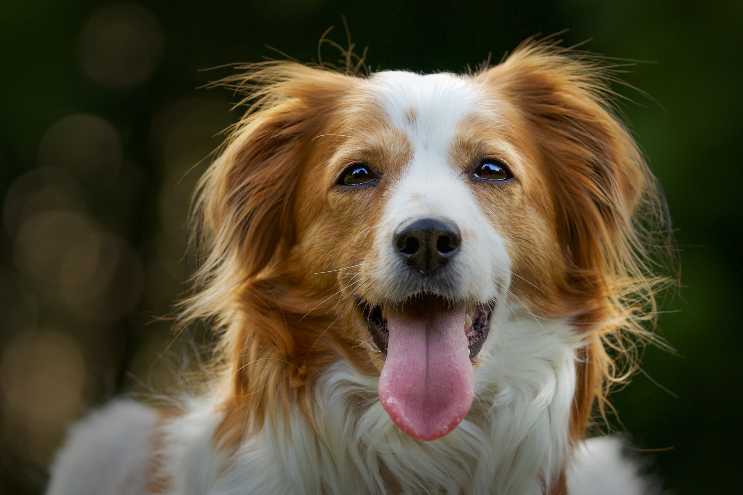 A selective focus shot of an adorable Kooikerhondje dog