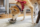 shiba-inu-dog-taking-walk