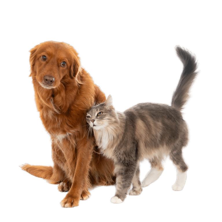 Remove-bg.ai_1723203760303