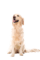 Dog grooming services