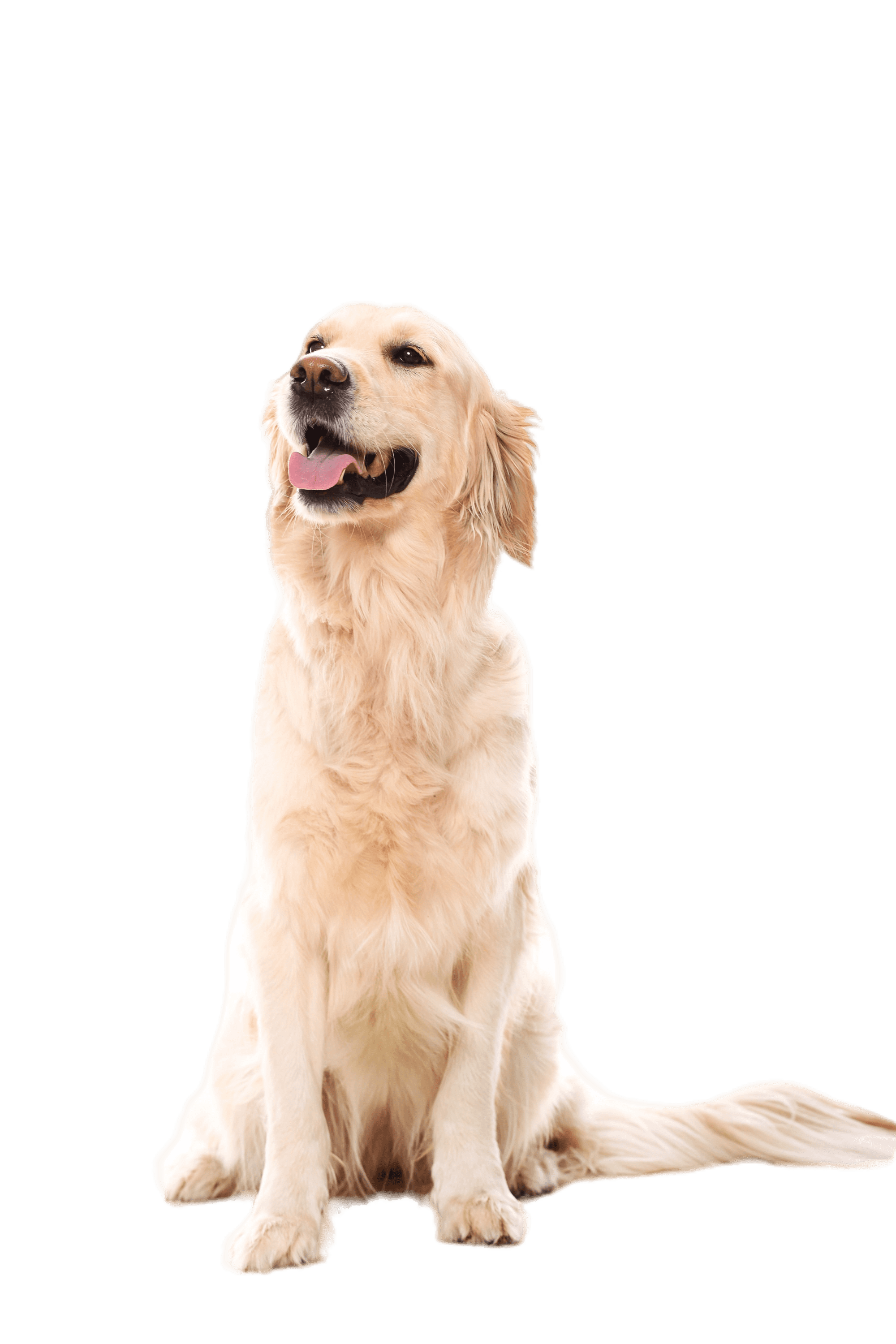 Dog grooming services
