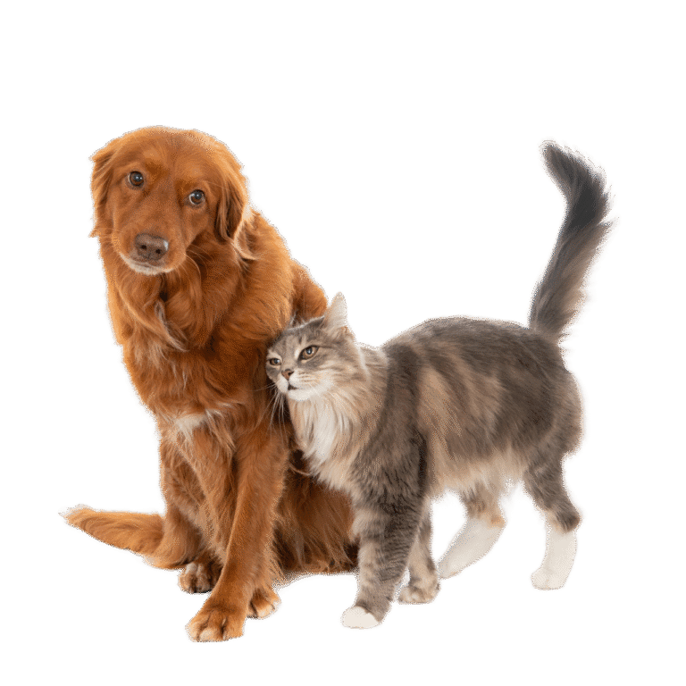 Remove-bg.ai_1723203760303